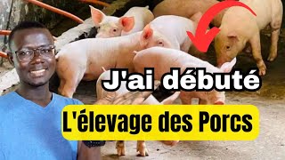 Comment Débuter lÉlevage des Porcs Facilement [upl. by Annuahsal]