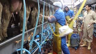 Milking Routine from Milkys Dairy Farm Egypt  Washing [upl. by Idieh]