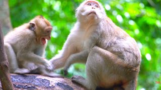 Mom I am still a baby️ 😂😂😂  The Monkey Collective️ [upl. by Nalda]