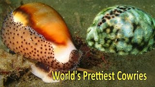 Top 5 Worlds Prettiest and Most Valuable Cowries [upl. by Amlus]