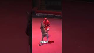 Boxing with Kangaroo  Kangaroo vs Boxer fight [upl. by Nnyliram]