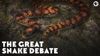 The Great Snake Debate [upl. by Pedersen]