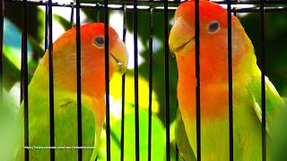 RosyFaced Lovebird Sounds 4 Hours  RedHeaded Edged Dilute Green Opaline [upl. by Notrub]