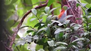 Superb FruitDove Ptilinopus superbus feeding Atherton Tablelands Birdwatchers Cabin Wondecla [upl. by Aietal605]