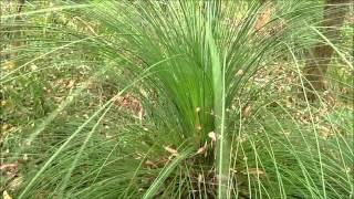 Xanthorrhoea and Leeches [upl. by Otirecul670]