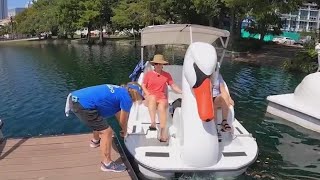 Swan boats at Lake Eola in Orlando  We Love Florida [upl. by Zebaj233]