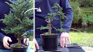 Creating a Spruce Bonsai  DIY [upl. by Sethi547]