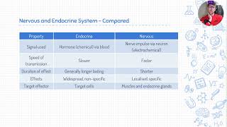 351  Achieving Homeostasis Nervous vs Endocrine Response [upl. by Sadler]