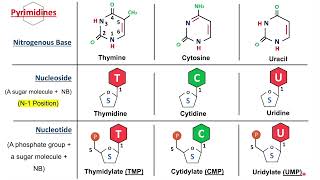 Introduction to Nucleic Acids Nucleosides and Nucleotides  Biochemistry Basics [upl. by Hares]