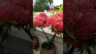 How to grow Ixora plant  Ixora plant care  Beautiful ixora plant ixora ixoraplant shorts [upl. by Baird]