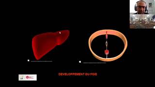 Cours Anatomie Organogenese péritoine [upl. by Bettencourt]