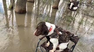 Springer Spaniels hunt ducks [upl. by Eido]