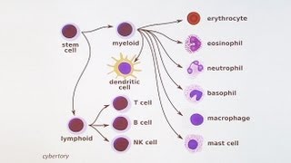 Immunology 101 The Basics and Introduction to our Patient [upl. by Eenet239]