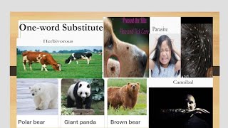 One word substitute Different type of animals [upl. by Nolahc739]