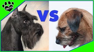 Miniature Schnauzer vs Border Terrier  Who is Top Dog Dog vs Dog [upl. by Seiber566]