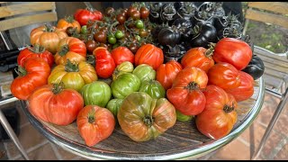 Tomato Tango Albenga Oxheart amp German Red Strawberry in Harvesting Fiesta [upl. by Arul895]