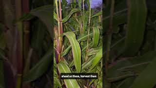 Its almost time to harvest the Japonica Striped corn [upl. by Elga]