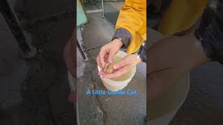 Cutting A Geode 🪨😊 rock cuttingskills fun [upl. by Ralph]