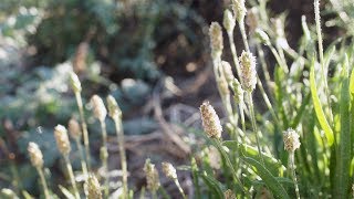 Plantago ovata with music from Coachella Valley Preserve [upl. by Aihsotal]