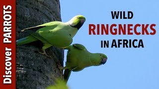 Roseringed Parakeets  Wild in The Gambia  Discover PARROTS [upl. by Gunas]