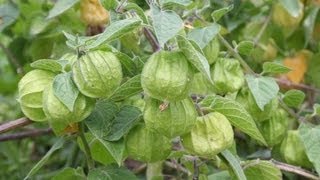 Useful Plant  Ground Cherry [upl. by Esiralc]