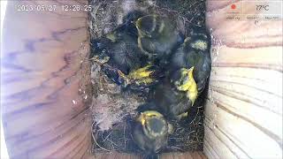 27 May AM 2023 livestream  5 chicks remaining from 11  female parent absent since 16th May [upl. by Daphne597]