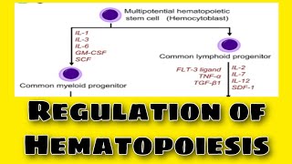 Regulation of Hematopoiesis Urdu amp Hindi well explained [upl. by Agle]