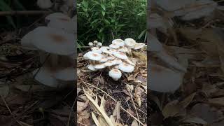 Lepiota mushrooms in the urban area in Japan [upl. by Yerac]