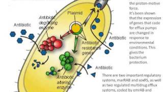 The Multiple Antibiotic Resistance Phenotype in Escherichia Coli [upl. by Welcher]