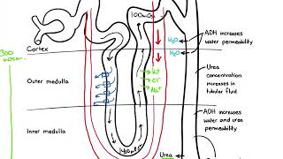 Chapter 19 Urinary part 1 countercurrent exchanger [upl. by Giustina]