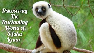 Meet the Unusual Sifaka Lemur The Secrets of Madagascar’s Acrobat [upl. by Ytisahcal991]