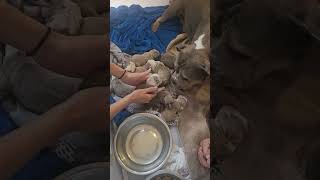 Mamma ontmoet haar baby s na een keizersnede🥹🩵 news subscribe abkc puppy fyp viralvideo [upl. by Leuname914]