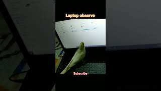 Ghantur laptop observation☺ shorts viralshort parrot [upl. by Helmer723]