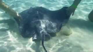 SCHWIMMEN MIT STACHELROCHEN  GRAND CAYMAN  SWIMMING WITH STINGRAYS STINGRAY CITY [upl. by Neelrac]