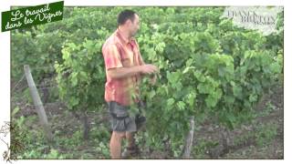 Le travail dans les vignes [upl. by Yand]