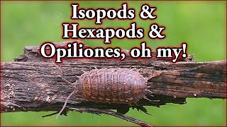 Isopods amp Hexapods amp Opiliones oh my [upl. by Sirehc]