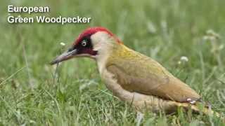 Woodpecker Bird Song and Pictures  European Green Woodpecker [upl. by Naara]