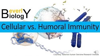 Cellular vs Humoral Immunity [upl. by Ashlen]