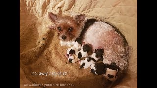 Geburtshilfe beim Biewer Yorkshire Terrier C2 Wurf 12 12 17 [upl. by Norvol]