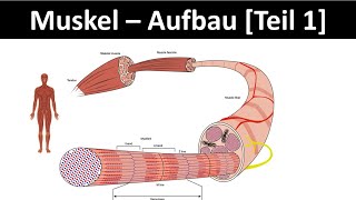 Aufbau des Muskels  Muskelanatomie  Skelettmuskel  Sarkomer Biologie  Sport Oberstufe 16 [upl. by Hamo]