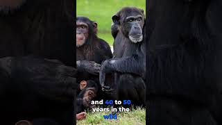 How PRIMATES Life SPAN Increase Now primates primatesfacts primatelifecycle monkey apes short [upl. by Dirgis]