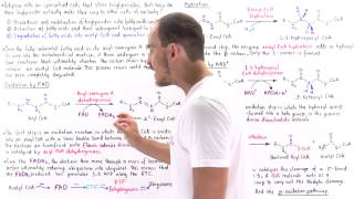 Oxidation of Fatty Acids [upl. by Hayyifas257]