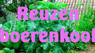 Boerenkool reuzen boerenkool [upl. by Minna]