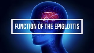 Function of the Epiglottis [upl. by Gervais]