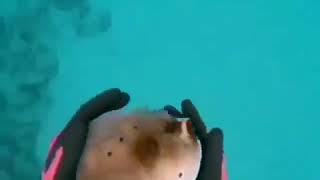 Pufferfish with cartoon sound effects [upl. by Linda561]