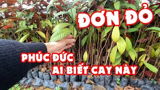 Giống Cây Đơn Lá Đỏ Đơn Mặt Trời  Phúc Đức Cho Ai Biết Cây Này [upl. by Euell]