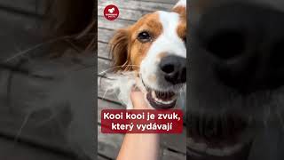 Kooikerhondje proč tak složité jméno To zjistíte ve videu [upl. by Aihtnyc]