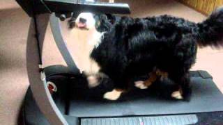 Bernese Mountain Dog loves the treadmill [upl. by Carey]