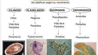 Parasitología 4 Principios de los Protozoos parásitos y la reproducción asexual [upl. by Ymmij]