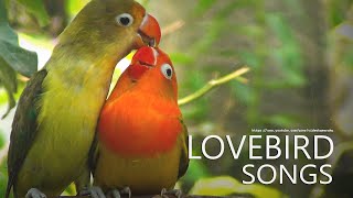 Lovebird Sounds  Parblue and Euwing Opaline Feb 2023 [upl. by Ivette526]